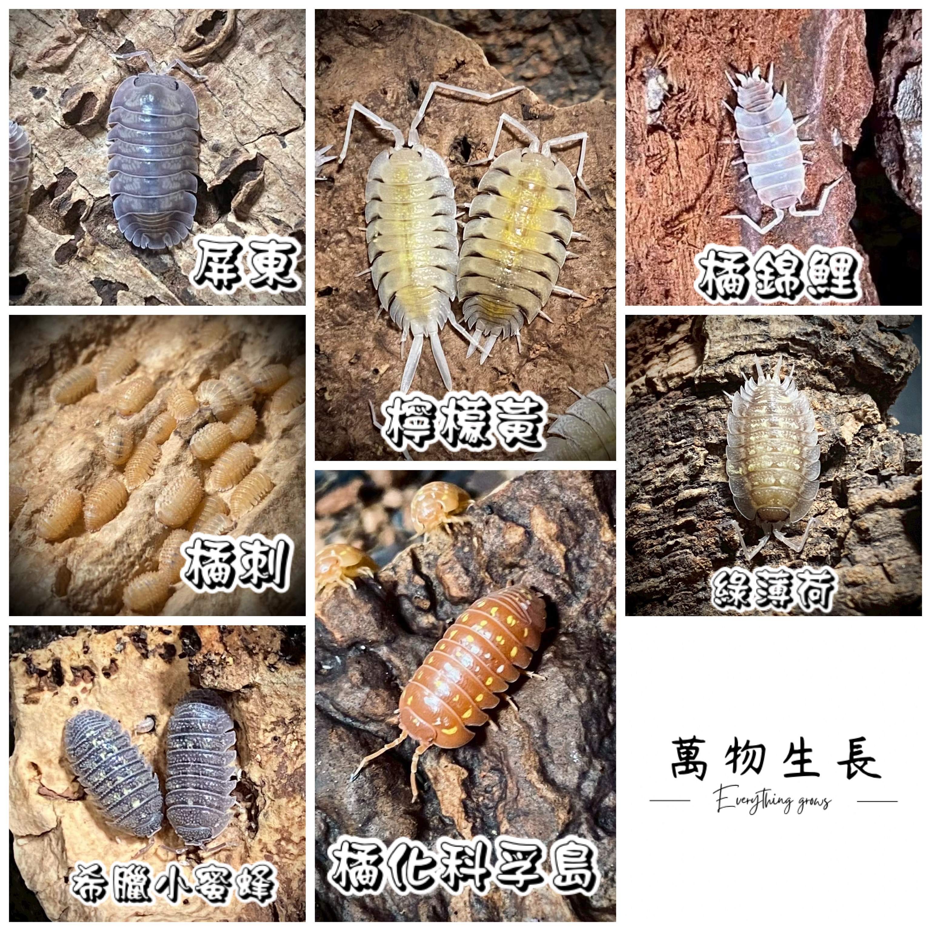 萬物生長 — 屏東・檸檬黃・橘錦鯉・橘刺・綠薄荷・希臘小蜜蜂・橘化科孚島